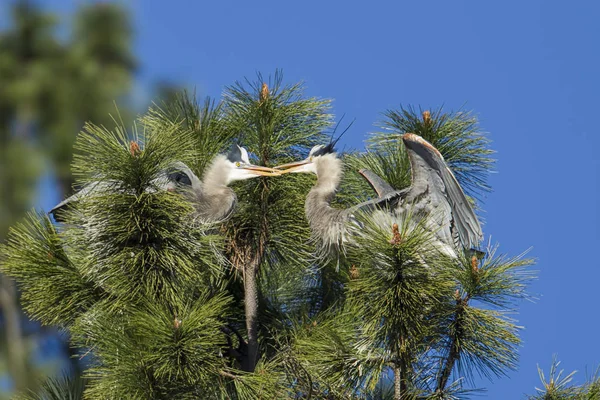 Garzas azules que interactúan entre sí . — Foto de Stock