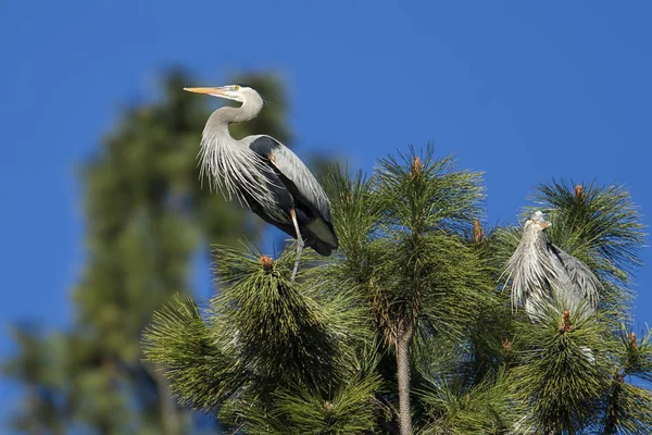 Balıkçıl bir dala tünemiş..