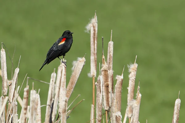 Petit oiseau noir ailé rouge . — Photo