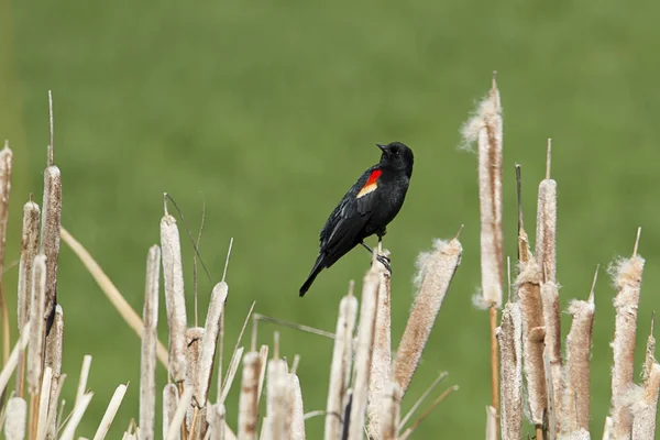 Profiili punainen siivekäs musta lintu . — kuvapankkivalokuva