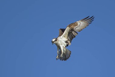 Gökyüzünde güzel Osprey uçuşu.