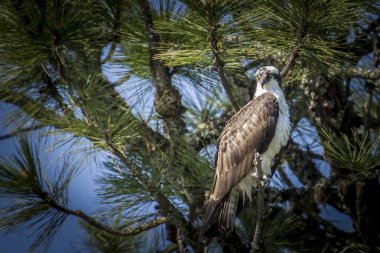 Osprey balık için ağaçtan görünüyor..