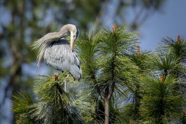 Heron kendisi bir ağaçta preens.