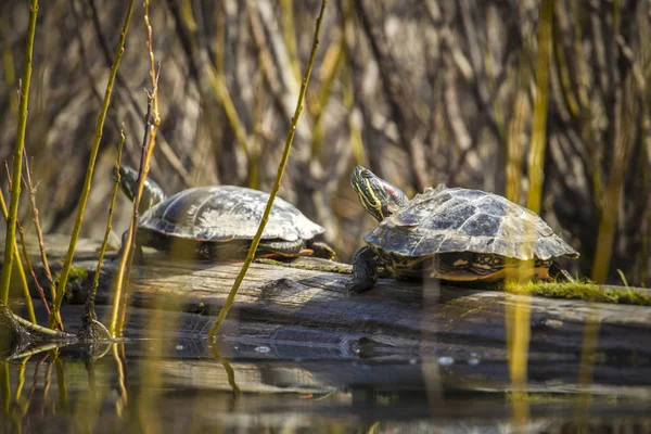 Iki kaplumbağaları bir oturum açma tadını çıkarma. — Stok fotoğraf
