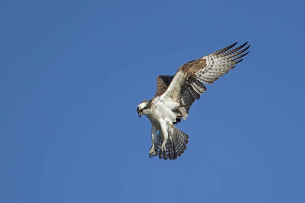 Hermosa Osprey se cierne en el cielo . —  Fotos de Stock