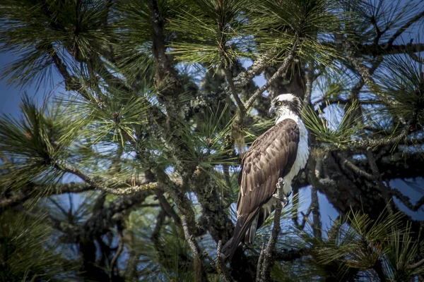 Osprey encaramado en el árbol . — Foto de Stock