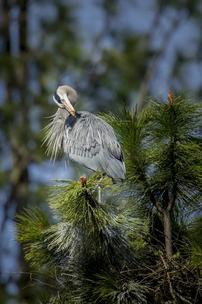 Gran Garza azul preens sí mismo . — Foto de Stock