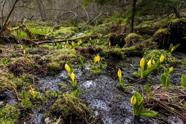 Swamp with flowering skunk cabbage. — Stock Photo, Image