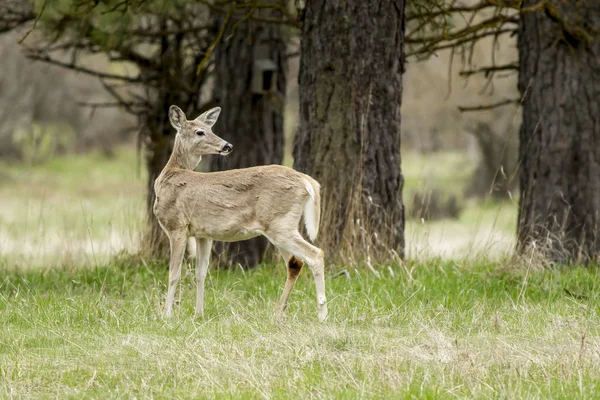 White tail looks back. — Stock Photo, Image