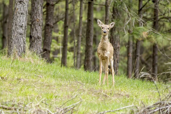 Deer on hill looks at camera. — Stock Photo, Image