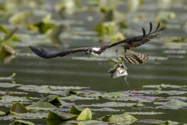 Osprey sadece bir balık yakaladı.