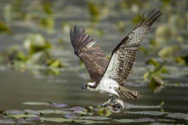 Osprey balık içinde pençeleri yakalar..
