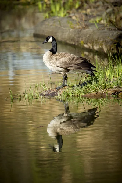 L'oca sta vicino all'acqua . — Foto Stock