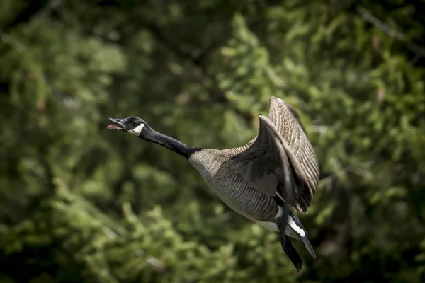 Goose flying low in air. — Stock Photo, Image