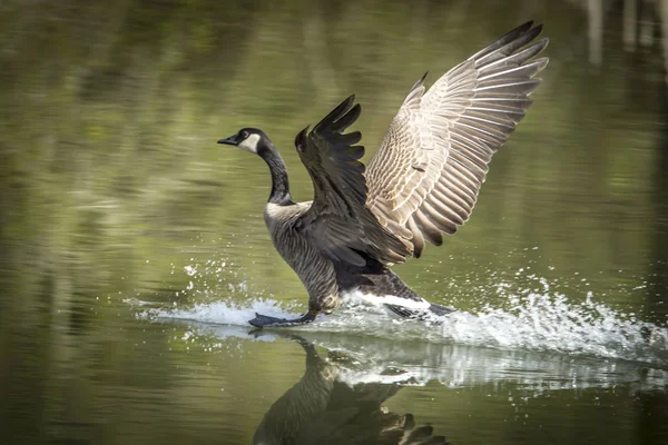 Goose comes in for a water landing. — Stock Photo, Image