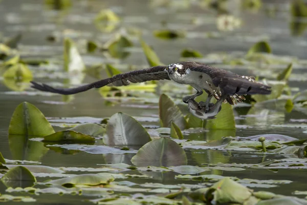 Balbuzard s'envole avec des poissons . — Photo