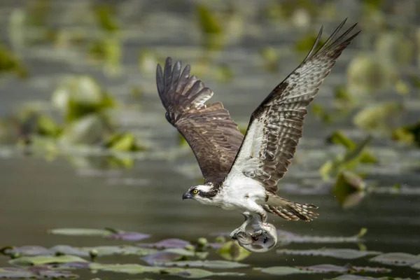 Osprey catches fish in claws. — Stock Photo, Image