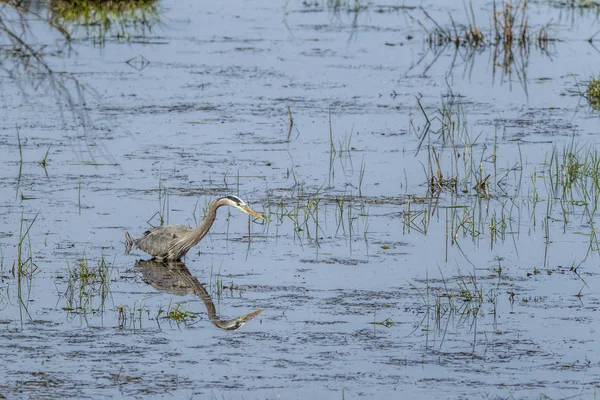 Garza lanza reflexión en el agua . — Foto de Stock