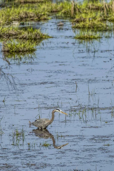 Great blue heron wading in water. — Stock Photo, Image