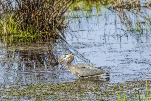 Peixe capturado com garça . — Fotografia de Stock