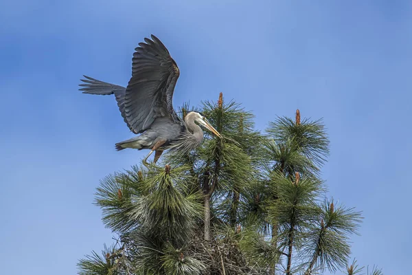 Gran garza azul aterriza por nido . — Foto de Stock