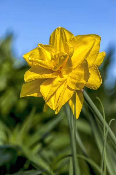 Narciso amarillo en el jardín . — Foto de Stock