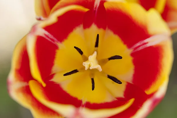 Dentro de un tulipán rojo y amarillo . — Foto de Stock