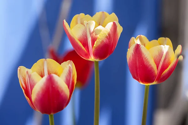 Bonitos tulipanes en el jardín . — Foto de Stock