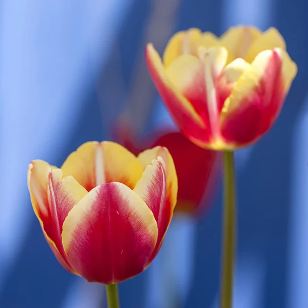 Primer plano de tulipanes brillantes . — Foto de Stock