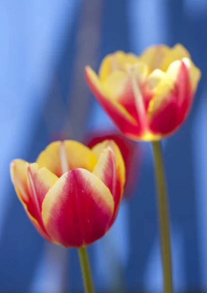 Dos tulipanes amarillos y rosados . — Foto de Stock