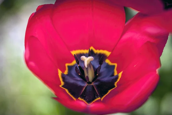 Dentro de un tulipán rojo . — Foto de Stock