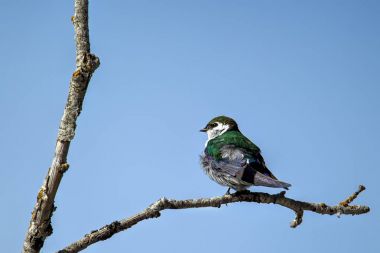 Mor-yeşil swallow dalı.