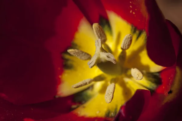 Makro z wewnątrz tulipan. — Zdjęcie stockowe