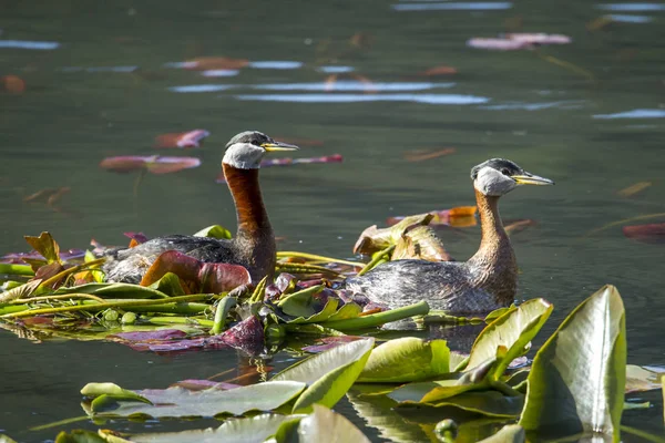 男性と女性のカイツブリは、水中で泳ぐ. — ストック写真