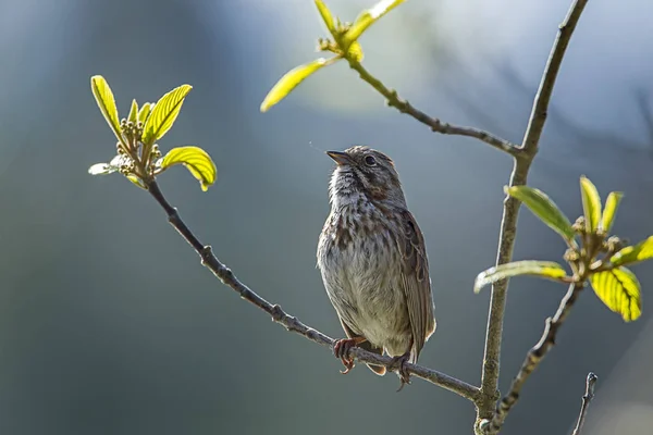Cute little song sparrow. — Stock Photo, Image