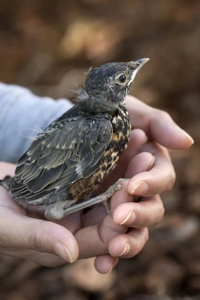 Robin bébé tenu dans les mains . — Photo