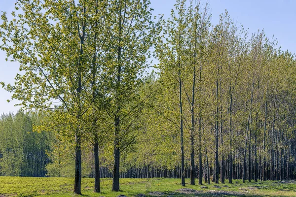 Landschaft der Bäume. — Stockfoto