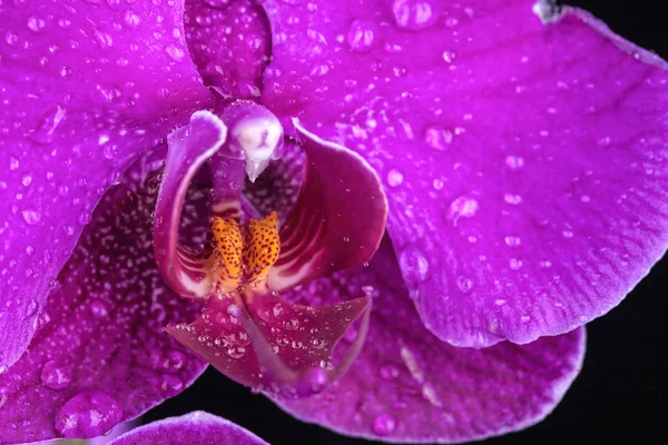 Vattendroppar på orkidé kronblad. — Stockfoto