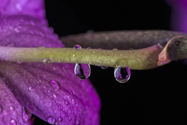 Two big water drops on a stem. — Stock Photo, Image