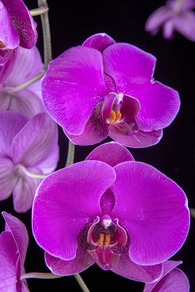 Duas orquídeas roxas . — Fotografia de Stock