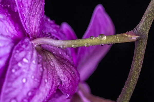 Wassertropfen auf einem Orchideenstamm. — Stockfoto