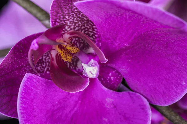 Makro z wewnątrz Orchidea. — Zdjęcie stockowe
