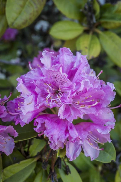 Vrij Roze rododendron. — Stockfoto