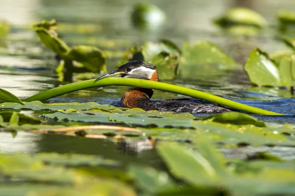 Grebe lleva una almohadilla de lirio de vuelta al nido . — Foto de Stock