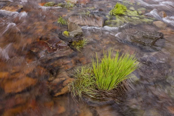 Grupo de hierba en el agua . — Foto de Stock