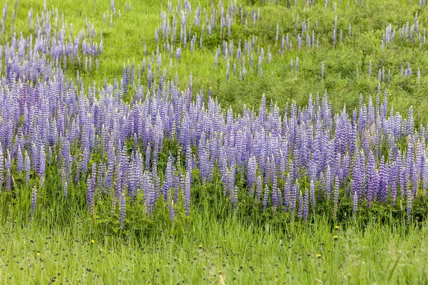 Люпин-цветы на севере Айдахо . — стоковое фото