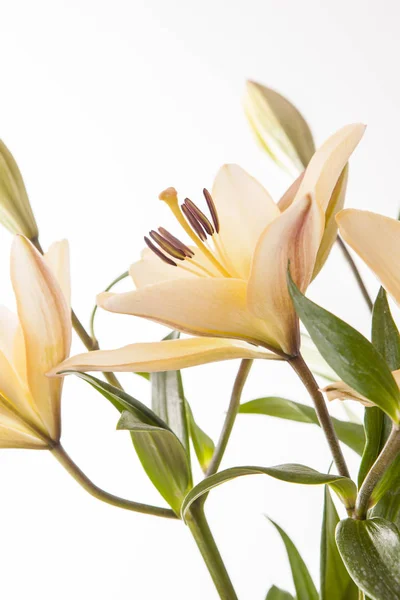 Ljus bild av liljor. — Stockfoto