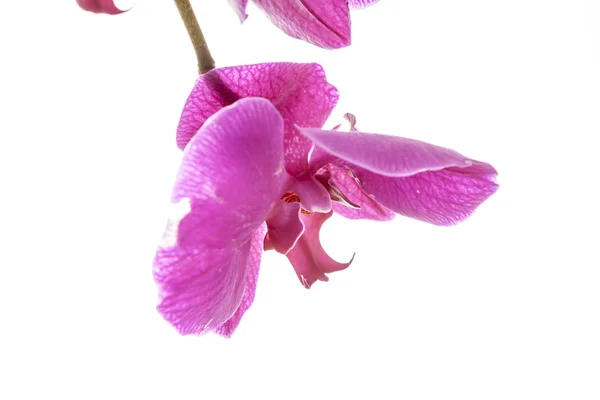 紫色の蘭のマクロ. — ストック写真