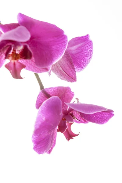 Lila orkidé som hänger ner. — Stockfoto