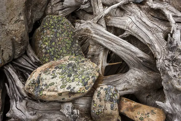 Lichen rochers couverts et racines abstraites . — Photo